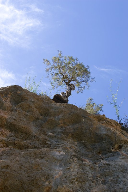 Lonely Tree