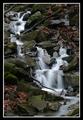 Stream - Monteagle, TN