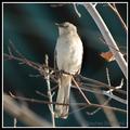 Bird under the Walnut Street Bridge