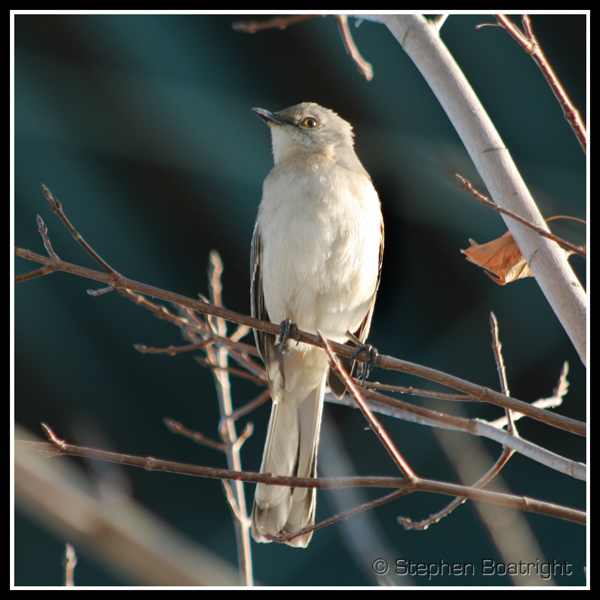 Bird under the Walnut Street Bridge