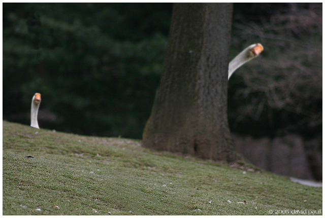 Fun with Geese