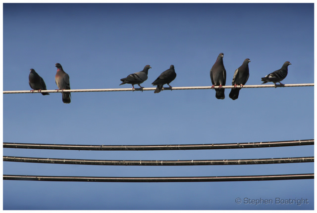 Birds