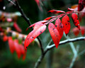 Red Leaves