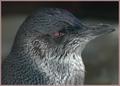 bird1.jpg