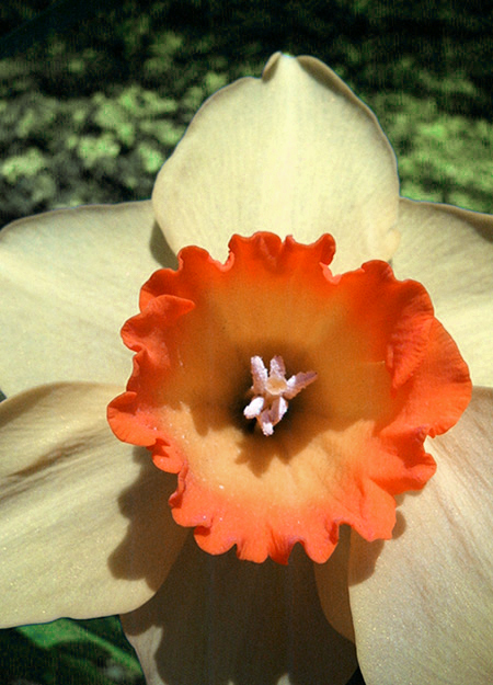 daffodil-redux.jpg