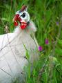 Photo--13albino.jpg