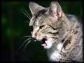 Photo--12cat.jpg