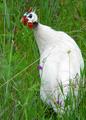 Photo---6albino.jpg
