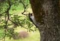 Photo---9woodpecker.jpg