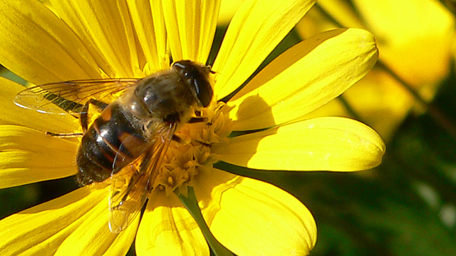 Photo--16Honeybee.jpg