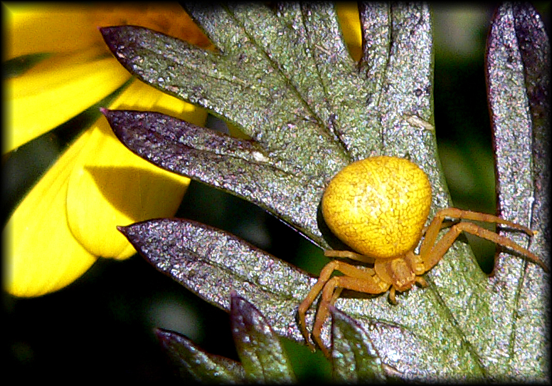 Photo---3yellow-spider.jpg