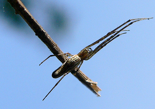 Photo--17woodspider.jpg