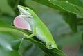 Lizard.JPG