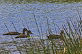 3-Ducks_MG_2521-01.jpg
