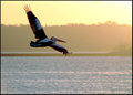 Winging-Towards-the Sun.jpg