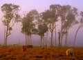 Dawn-Rising .jpg