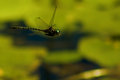 Over-the-Lily-Pads.jpg