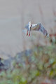 Flight-IMG_3966.jpg