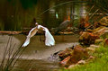 _MG_3115-Fly-Away-4