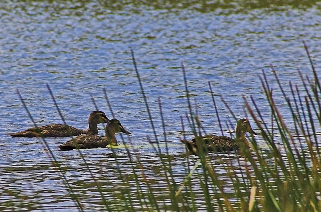 3-Ducks_MG_2521-01.jpg