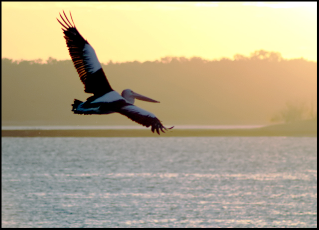 Winging-Towards-the Sun.jpg