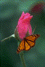 On_the_flower.gif