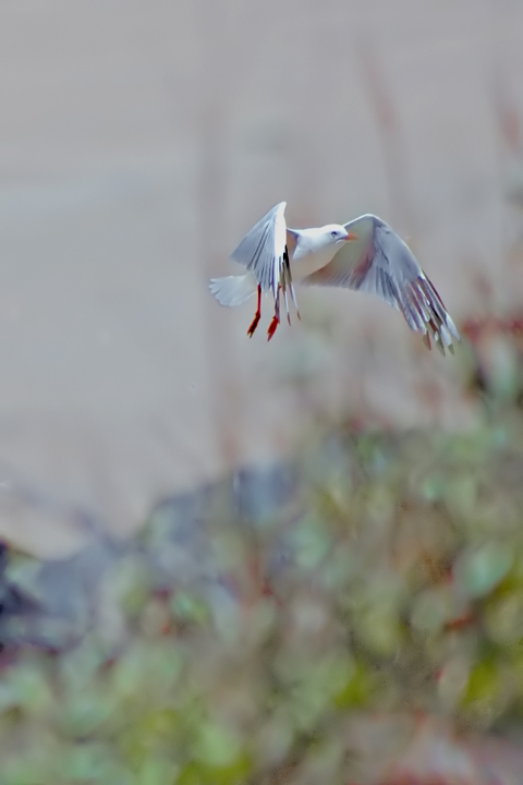 Flight-IMG_3966.jpg