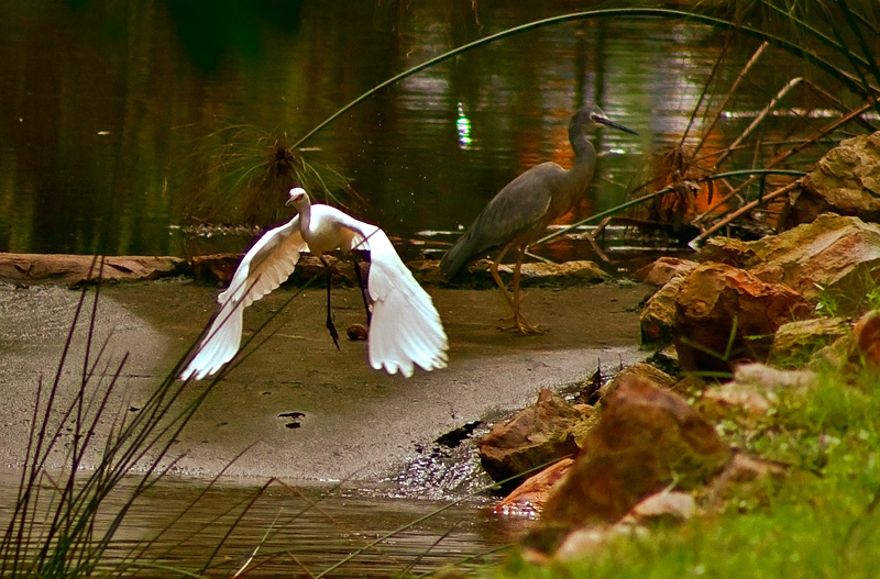 _MG_3115-Fly-Away-4