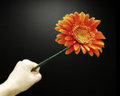 Flower Power