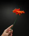 Nature's Feather Duster