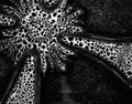 Abstract Macro - outtake1