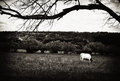 Bovine outtake 3