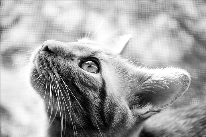 Free Study 2007-04 Outtake