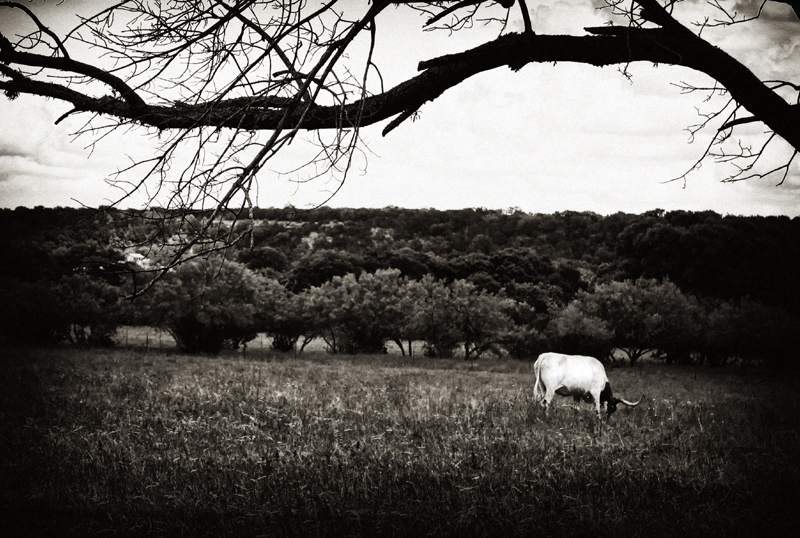 Bovine outtake 3