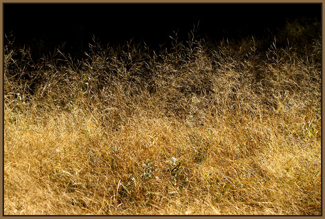 grasses.jpg