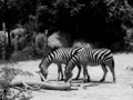 Zebras