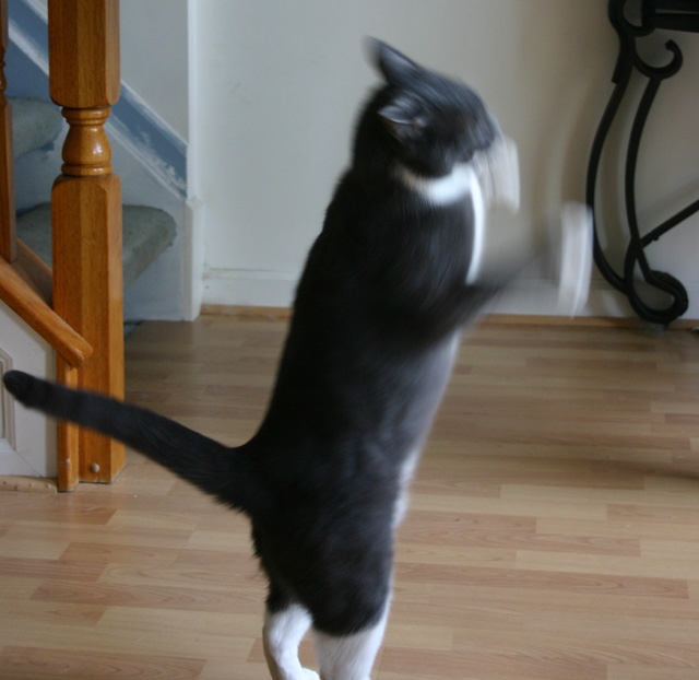 Dancin Tinkle
