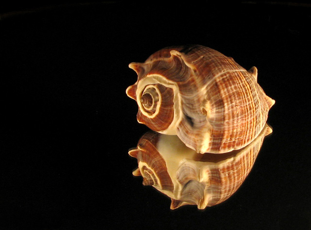Reflected Shell