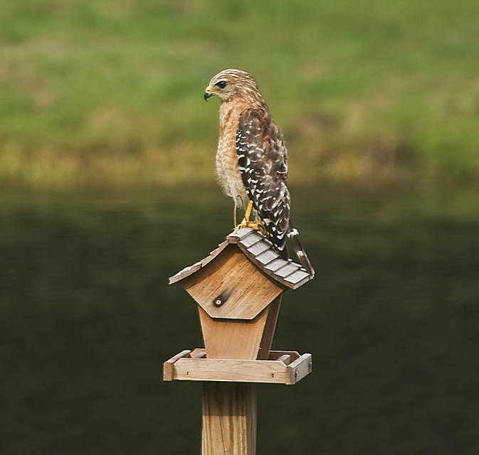 red-shouldered hawk