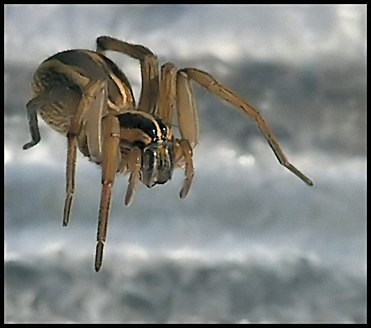 spider1