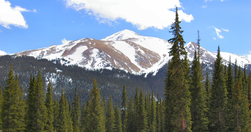 Evergreens