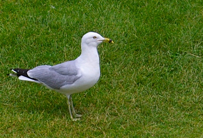 gull2.jpg