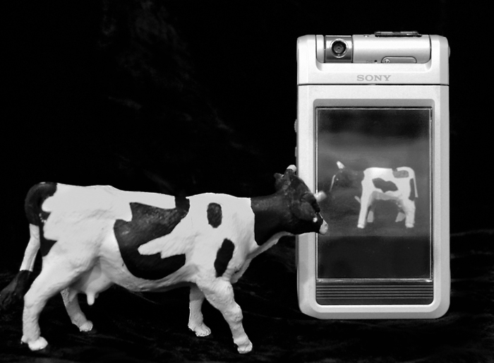 cow2.jpg