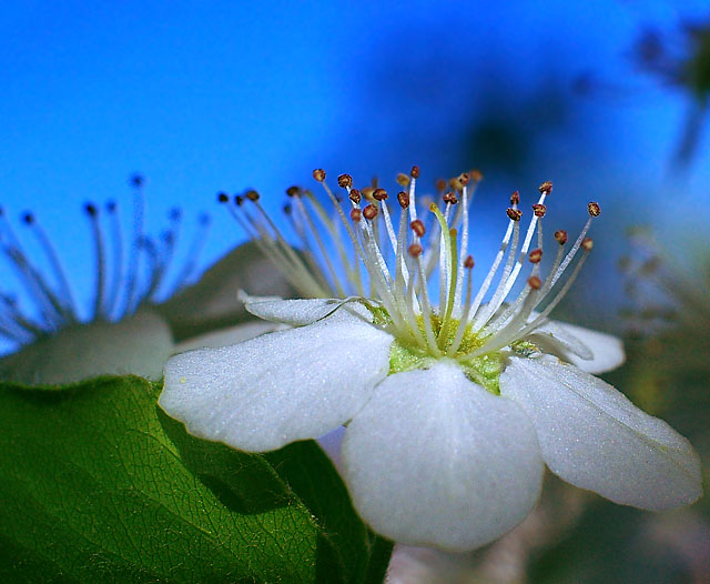 Tiny Blossom