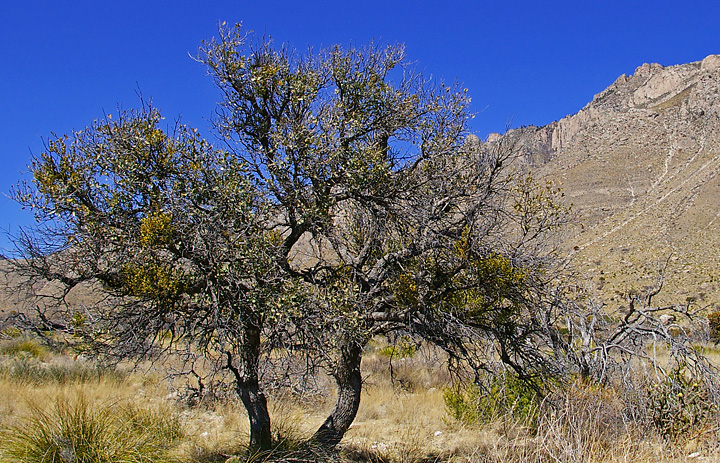 Desert Tree.jpg