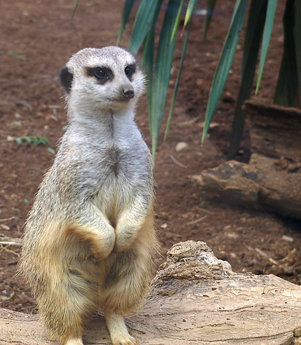 Meercat