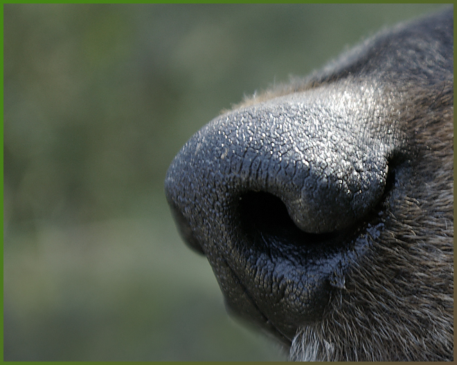 Day 21 - Do you smell something?