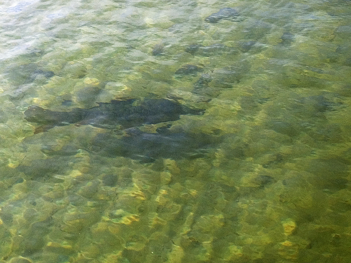 Lake Mead Fish