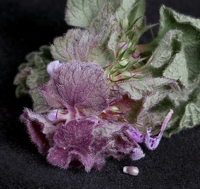 Dead Weed