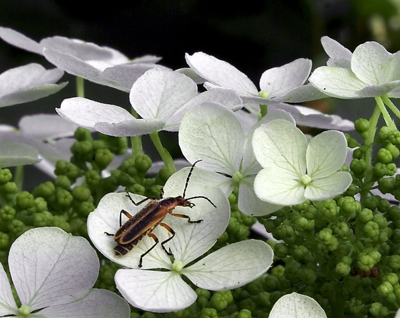 Buggy
